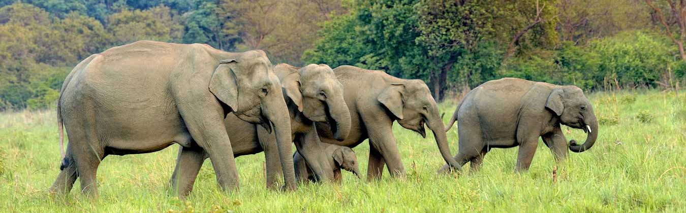 jim corbett elephant safari